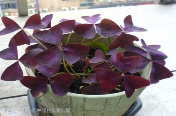 紫叶酢浆草的特性及园林应用